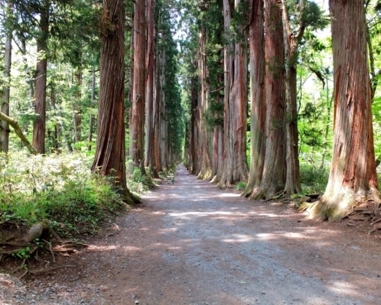 戸隠神社（奥社参道）